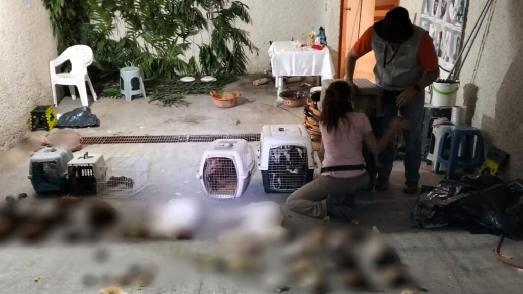 aseguran-casa-de-santeria-donde-practicaban-sacrificios-de-animales-en-naucalpan