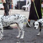 Padron-de-Paseadores-de-Perros