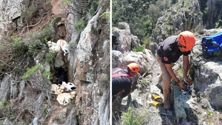 perritos-atrapados-montana-Pachuca