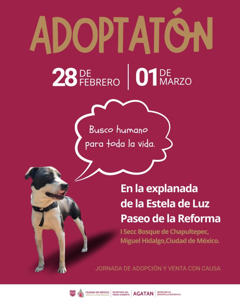 adoptation_2011