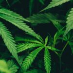 0504054cf765430b8a8a333a4e9f94de