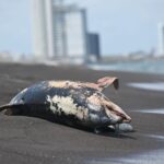 22bba76011444e08acec2f5e45414c14