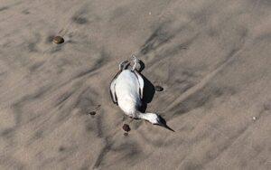 2e22cd353a69409ba896b7f4147958ca