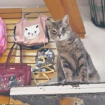 8c425bed72364bdca2c5e8a438797b30