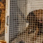 d98935df2f4a410a8e0fb1b6f3dfddbd