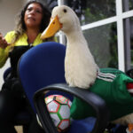Expresidente mexicano Felipe Calderón pide regalías de FIFA para familia del pato Merlín